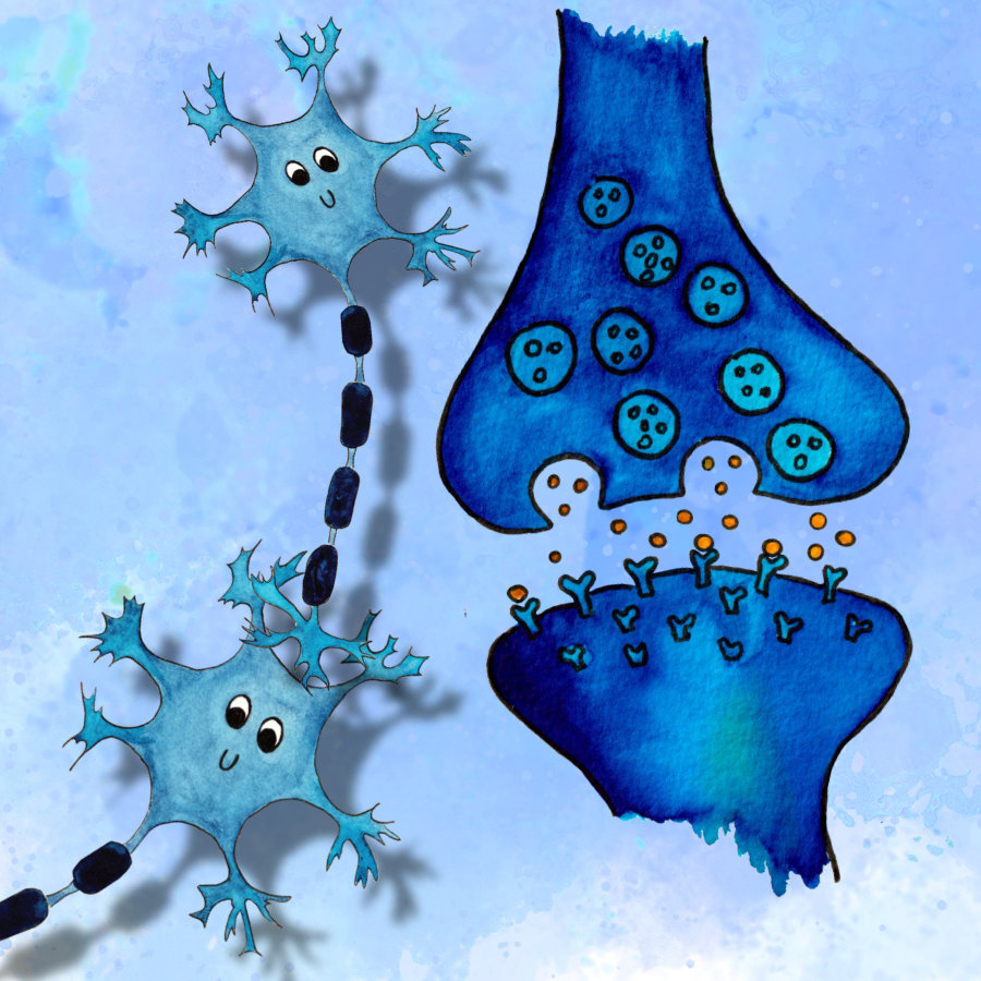 Synapse – místa, kde si neurony předávají signály